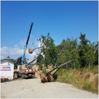 녹생토 PC 갤러리 9